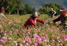 The Citadel and Its Military Purpose