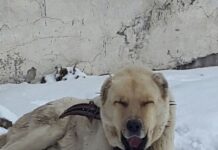 Small Nations and Their Right to Freedom