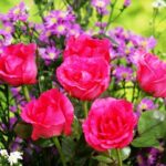 Rosen der Philippinen